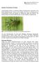 Abb.1: Große Getreideblattlaus, Überträger des Gerstengelbverzwergungsvirus