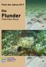 Fisch des Jahres Die. Flunder. (Platichthys flesus) DEUTSCHER ANGELFISCHER- VERBAND e.v. DAFV