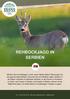 Rehbockjagd in Serbien