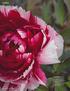 GARTEN. KLEINE EXOTIN Shima Nishikiʼ (Inselbrokat) ist. rundlichen Blüten mit roten und weißen Streifen, die sehr unterschiedlich ausfallen können