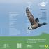 Programm. 7. Zugvogeltage im Nationalpark Niedersächsisches Wattenmeer Ostfriesland
