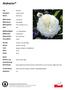Alabaster. Typ Kategorie Klasse. Blütenfarbe Blütenform. Blütengrösse 8-10, in Dolden zu 3-5 Duft. Blühhäufigkeit Blühfreude Winterhärte Gesundheit