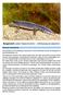 Bergmolch (oder Alpenmolch) Ichthyosaura alpestris