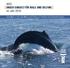 WDC UNSER EINSATZ FÜR WALE UND DELFINE im Jahr Eine Welt, in der alle Wale und Delfine in Freiheit und Sicherheit leben.
