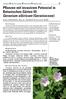 Pflanzen mit invasivem Potenzial in Botanischen Gärten III: Geranium sibiricum (Geraniaceae)