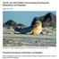 NOCH 2 PLÄTZE FREI!!! Fotoworkshop Tierfotografie: Robbenbabys auf Helgoland