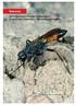 Rote Liste der Grabwespen (Insecta: Hymenoptera: Ampulicidae, Sphecidae, Crabronidae) Thüringens