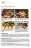 Praxismerkblatt für Amphibien im Wald