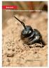 Rote Liste der Bienen (Insecta: Hymenoptera: Apidae) Thüringens