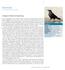 Rabenkrähen (Corvus corone corone) und ihre Verwandten östlich der Elbe, die