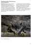 Bartfledermaus (Kleine Bartfledermaus) (Myotis mystacinus)