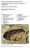 Knoblauchkröte (Pelobates fuscus) (Stand November 2011)