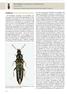 Kurzflügler (Coleoptera: Staphylinidae)