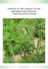Leitlinien für den Umgang mit der Beifußblättrigen Ambrosie (Ambrosia artemisiifolia)