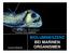 Chauliodus sloani (Viperfisch) BIOLUMINESZENZ BEI MARINEN ORGANISMEN. Caroline Winklmair