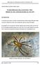 Die Große Höhlenspinne Meta menardi (LATREILLE, 1804) Höhlentier des Jahres und Europäische Spinne des Jahres 2012