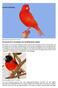 Die genetischen Grundlagen der Rotfärbung bei Vögeln