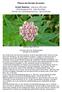 Pflanze des Monats November. Echter Baldrian, Valeriana officinalis Baldriangewächse, Valerianoideae Familie der Geißblattgewächse, Caprifoliaceae