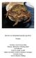 Bericht zur Amphibienwanderung 2013 Trieben