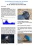 Ornithologischer Rundbrief für Nordbaden und angrenzende Gebiete Nr. 81: Oktober bis Dezember 2018