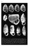 Tafel XX: Abb. 1 6: Gastrocopta moravica; Abb. 1 4, 6: Dunarobba (Fossil forest, Trunk 15V; Mittelitalien); Abb. 5: Paratypus von Gastrocopta (V.