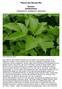 Pflanze des Monats Mai. Giersch Doldenblütler Aegopodium podagraria, Apiaceae