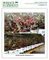 Friday, November 16, Availability List. ARONIA arbutifolia 'Brilliantissima' 3G