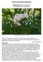 Pflanze des Monats September. Eberesche Sorbus aucuparia Rosengewächse, Rosaceae