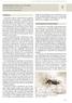 Stechmücken (Diptera: Culicidae)