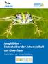 Amphibien Botschafter der Artenvielfalt am Oberrhein