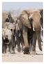 Botswana. mit Victoriafällen und Sambesi Region. Highlights. Einzigartige Natur und Tierwelt. 17 Tage ab 3.999