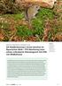 Die Waldbirkenmaus (Sicista betulina) im Bayerischen Wald FFH-Monitoring einer schwer erfassbaren Kleinsäugerart mit Hilfe von Wildkameras