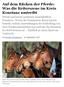 Auf dem Rücken der Pferde: Was die Reiterszene im Kreis Konstanz umtreibt