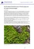 Das Brutblatt-Drehzahnmoos (Tortula pagorum) - ein Super-Emissionszeiger