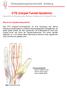 CTS (Carpal-Tunnel-Syndrom) Operative Entlastung des Nervus medianus im CarpalTunnel