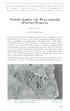 Fossiler Zapfen von Picea omorika (PANCIC) PURKYNE