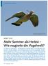 Mehr Sommer als Herbst Wie reagierte die Vogelwelt?