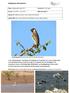 Arabiengimpel Rhynchostruthus percivali Dhofar Mountains