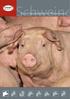 Schweine. Garant-Qualitätsfutter für Mastschweine. Foto: agrarfoto.com