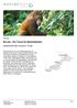 Borneo - Ein Traum für Naturliebhaber