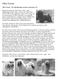 Tibet Terrier. Tibet Terrier - die Glücksbringer aus dem verlorenen Tal