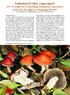 Einheimisch oder zugezogen? Der Orangerote Träuschling Stropharia aurantiaca und seine beringten, schuppigen Brüder