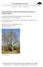 Kronenauslichtung / leichte Kroneneinkürzung an besonderem Uraltbaum (Buche)