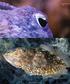 Tintenfisch. Gewöhnlicher Tintenfisch (Sepia officinalis)