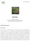Bitterklee. Menyanthes trifoliata Wasserklee, Magenklee, Scharbocksklee, Gallkraut (Fam. Menyanthaceae, Fieberkleegewächse)
