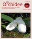 Die. Orchidee. Volume 4(16) Journal der Deutschen Orchideen-Gesellschaft zur Förderung der Orchideenkunde. ISSN-Internet