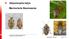 Halyomorpha halys. Marmorierte Baumwanze. Entomologie 2018 Pflanzenschutztagung Obstbau Barbara Egger - Agroscope, Extension Obst Raphigaster nebulosa